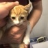 HÜNÜZ ÇOK KÜÇÜĞÜM SOKAKTA YAŞAM ÖÜCADELESİ BERİYORUM