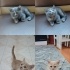 Acil sahiplecekler 3 kedimiz 2 erkek 1 dişi fotoğraf