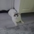 Gölgemize yuva 1 yasinda tekir kedi