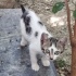 Bir Yuvaya Değil, Bir Kalbe Sığmak İstiyorlar... 🐾💔