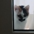 Kiraz hanım sokaktan kurtarıldı. fotoğraf