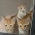 SADECE WHATSAPTAN KENDİNİZİ TANITAN MESAJ İLE İLETİŞİME GEÇİN. fotoğraf