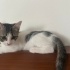 Sevimli💕🐾 bonbon ömürlük yuvasını bekliyor 😻