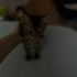 Sevecen 🐾🧚fındık ömürlük yuvasını bekliyor fotoğraf