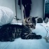 Sevecen 🐾🧚fındık ömürlük yuvasını bekliyor fotoğraf