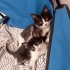 2 Adet Yavru kedi fotoğraf