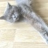 Ücretsiz sahiplenme dünya güzeli British kedi acil yuva fotoğraf