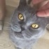 Ücretsiz sahiplenme dünya güzeli British kedi acil yuva fotoğraf