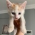 Minik krala yuva aranıyor fotoğraf
