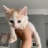 Minik krala yuva aranıyor fotoğraf