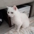 Ücretsiz sahiplenme mavi gözlü Ankara kedisi fotoğraf