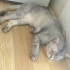 Ücretsiz sahiplenme pofidik Scottish kedi acil yuva fotoğraf