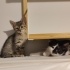 TARÇIN'A YUVA ARIYORUZ fotoğraf