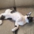 OREO'YA ACİL YUVA ARIYORUZ fotoğraf