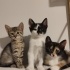OREO'YA ACİL YUVA ARIYORUZ fotoğraf