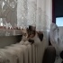 İnsan Düşkünü Calico kız Gümüş fotoğraf