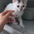 Veterinere bırakıp gitmişler fotoğraf