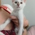 Veterinere bırakıp gitmişler fotoğraf