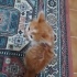 Temiz güzel kedi