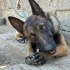 Belçika Malinois Köpegi fotoğraf