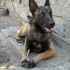 Belçika Malinois Köpegi fotoğraf