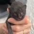 0-3 aylık yavru siyah kedi fotoğraf