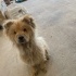 CHOW CHOW / ÇİN ASLANI ÜCRETSİZ SAHİPLENDİRME fotoğraf