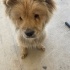 CHOW CHOW / ÇİN ASLANI ÜCRETSİZ SAHİPLENDİRME fotoğraf