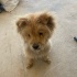 CHOW CHOW / ÇİN ASLANI ÜCRETSİZ SAHİPLENDİRME fotoğraf