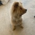 CHOW CHOW / ÇİN ASLANI ÜCRETSİZ SAHİPLENDİRME fotoğraf