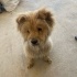 CHOW CHOW / ÇİN ASLANI ÜCRETSİZ SAHİPLENDİRME fotoğraf
