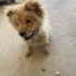 CHOW CHOW / ÇİN ASLANI ÜCRETSİZ SAHİPLENDİRME fotoğraf