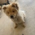 CHOW CHOW / ÇİN ASLANI ÜCRETSİZ SAHİPLENDİRME fotoğraf