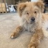 CHOW CHOW / ÇİN ASLANI ÜCRETSİZ SAHİPLENDİRME fotoğraf