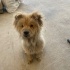 CHOW CHOW / ÇİN ASLANI ÜCRETSİZ SAHİPLENDİRME fotoğraf