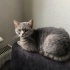 Biritsh shorthair dişi
