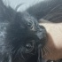POFUDUK TÜYLÜ SİYAH YAVRU KEDİ