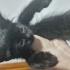 POFUDUK TÜYLÜ SİYAH YAVRU KEDİ fotoğraf
