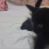 POFUDUK TÜYLÜ SİYAH YAVRU KEDİ fotoğraf