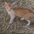 sokakta kör kediler buldum cok oyuncular ve saglıkları cok sükür iyi fotoğraf