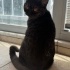 Sokakta bulunan exotic shorthair fotoğraf