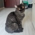 Sokakta bulunan exotic shorthair fotoğraf