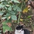 Lucky’imize yuvasını arıyoruzz!!! fotoğraf