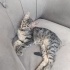 Acil yuva aranıyor fotoğraf