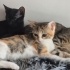 Acil yuva aranıyor fotoğraf