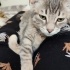 Annesi öldü çok acil yuva arıyor fotoğraf