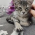 Annesi öldü çok acil yuva arıyor fotoğraf