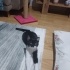 Geçici/kalıcı yuva arıyor fotoğraf