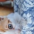 Mavis sessizce büyük bir vapurla yuva ariyor fotoğraf