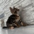Bu minik bebeklerimiz bir ömür sevilecekleri yuvalarıni aramaktadır. fotoğraf